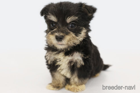 成約済の神奈川県のミックス犬-334151